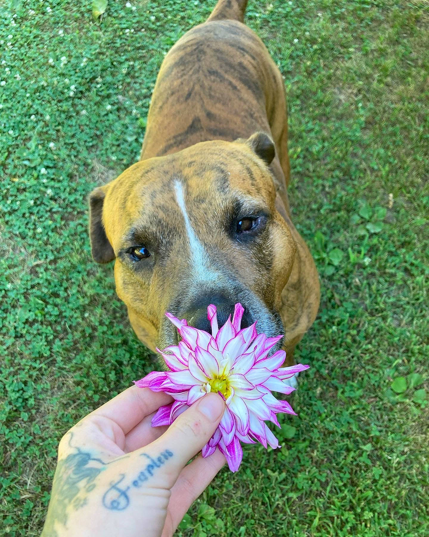 Hollywood is registered to the contest to win money with this photo: annual_plant, carnivore, companion_dog, dog, dog_breed, fawn, flower, flowering_plant, garden, grass, grassland, groundcover, guard_dog, happy, people_in_nature, petal, plant, terrestrial_animal, whiskers, working_dog