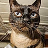 cat, siamese_cat, close_up, blue_eyes, whiskers, fur, pet, animal, indoor, curious, face, portrait, mammal, looking, cute, feline, domestic, closeup, eye_contact, nose