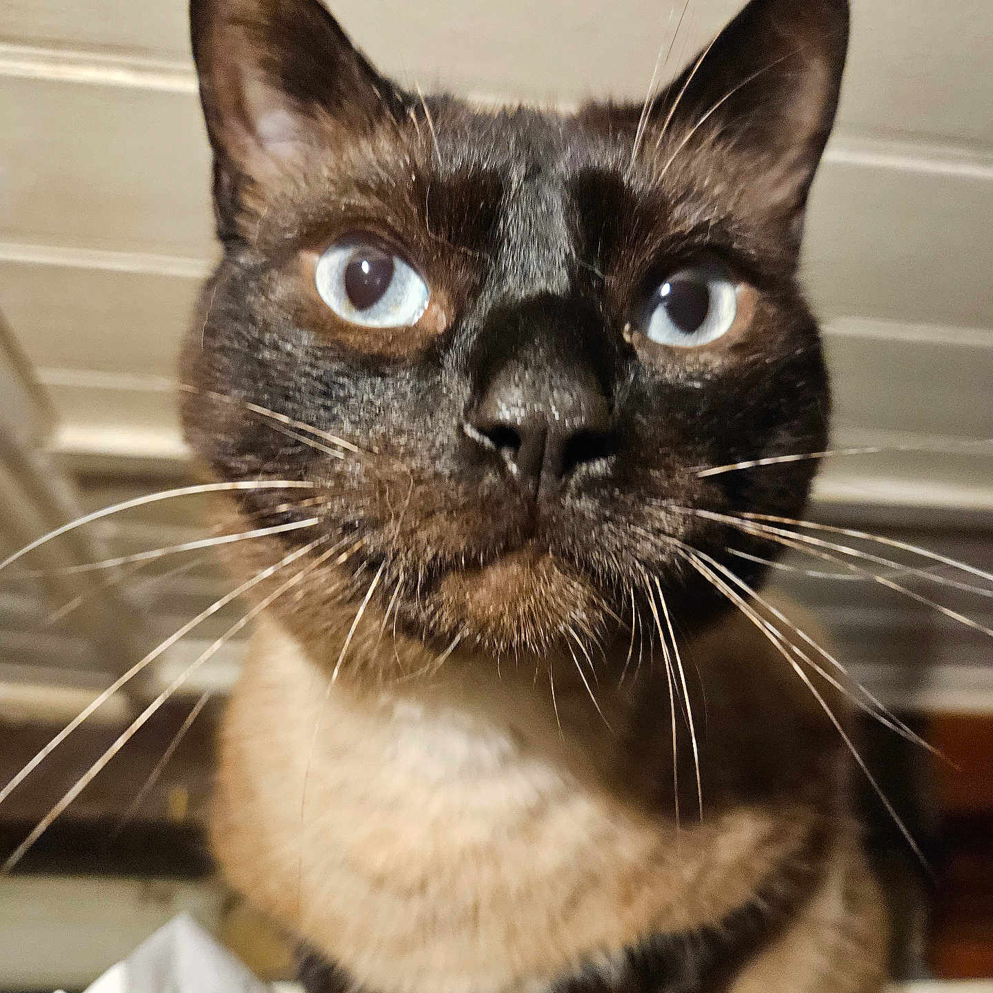 Simba participe au concours pour gagner de l'argent avec cette photo : cat, siamese_cat, close_up, blue_eyes, whiskers, fur, pet, animal, indoor, curious, face, portrait, mammal, looking, cute, feline, domestic, closeup, eye_contact, nose