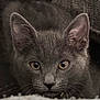 cat, kitten, gray, close_up, ears, whiskers, eyes, fur, pet, animal, cute, curious, indoors, portrait, face, young, cozy, soft, feline, looking