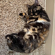 Cami is registered to the contest to win money with this photo: cat, tortoiseshell, sleeping, curled_up, carpet, indoor, cozy, feline, pet, fur, relaxed, close_up, resting, cute, animal, whiskers, paw, soft, mammal, domestic