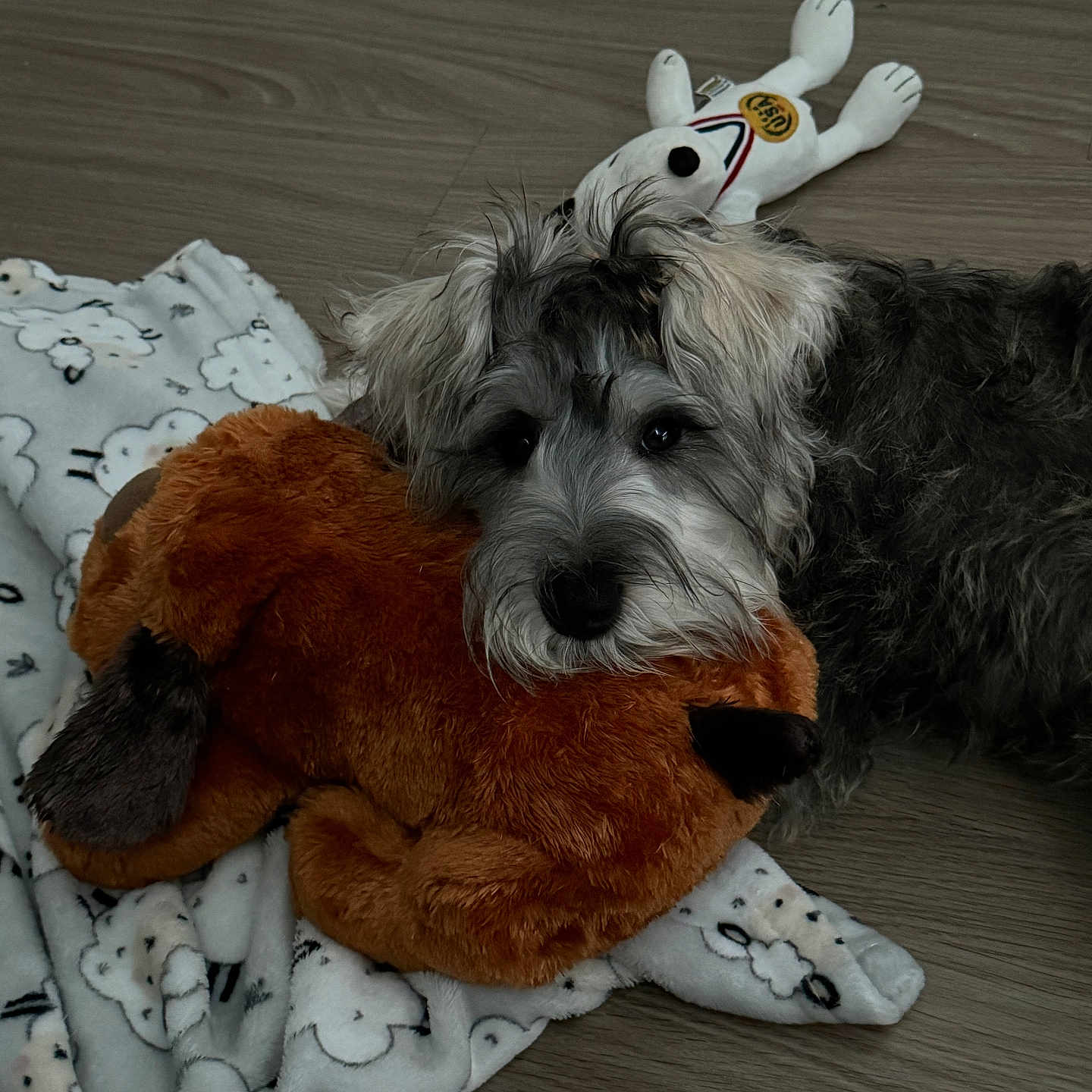 Pablo is registered to the contest to win money with this photo: affenpinscher, animal, blanket, canine, cockerspaniel, couch, dog, furniture, hardwood, homedecor, hound, pet, plush, poodle, puppy, teddybear, terrier, toy, whitedog, wood