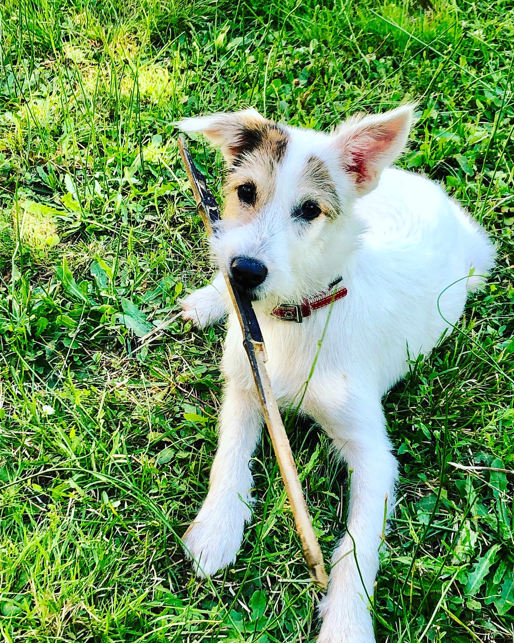Yuki