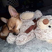 Scrappy Doo is registered to the contest to win money with this photo: animal, bed, blanket, companion, cozy, cute, cute_pet, dog, domestic_animal, fur, indoor, pets, puppy, relaxation, resting, sleeping, snuggling, soft, stuffed_animal, teddy_bear