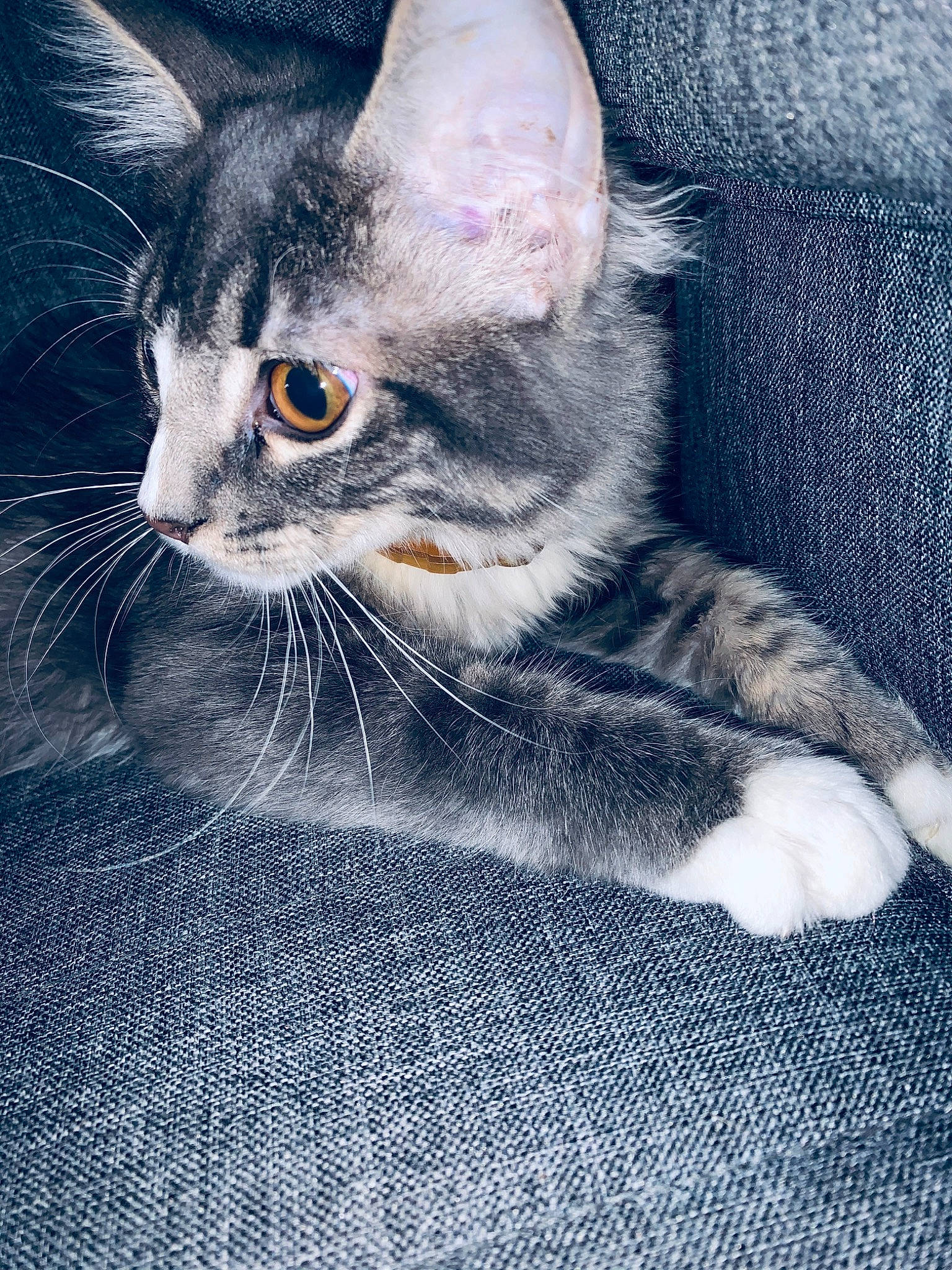 Cassidy joined the competition — help win amazing prizes! american_shorthair, american_wirehair, asian, carnivore, cat, domestic_short_haired_cat, dragon_li, egyptian_mau, european_shorthair, eye, felidae, fur, german_rex, kitten, mammal, polydactyl_cat, small_to_medium_sized_cats, tabby_cat, vertebrate, whiskers