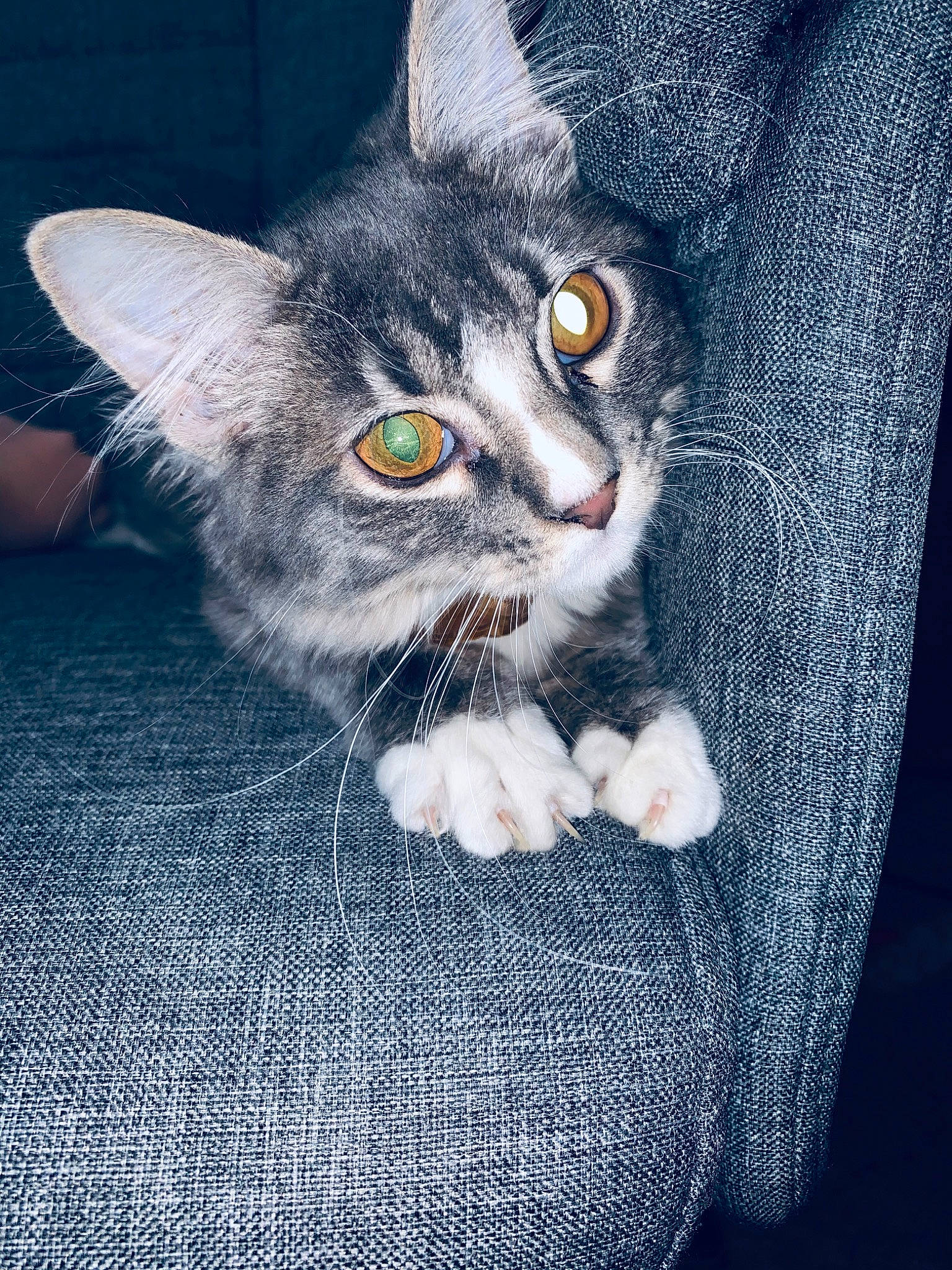 Cassidy is registered to the contest to win money with this photo: aegean_cat, american_shorthair, american_wirehair, asian, carnivore, cat, domestic_short_haired_cat, ear, european_shorthair, eye, felidae, fur, kitten, mammal, paw, pixie_bob, polydactyl_cat, small_to_medium_sized_cats, tabby_cat, whiskers