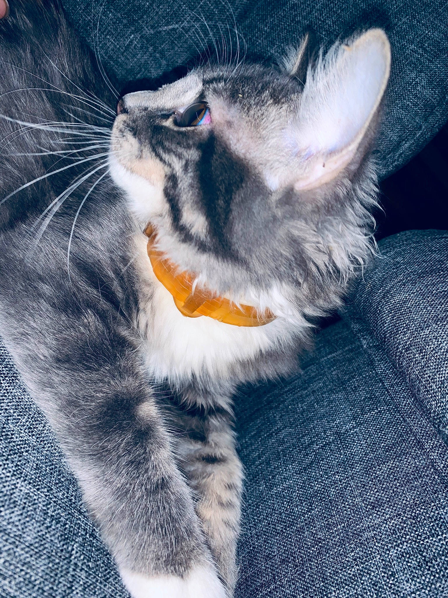 Cassidy is registered to the contest to win money with this photo: aegean_cat, american_wirehair, carnivore, cat, claw, close_up, domestic_short_haired_cat, ear, european_shorthair, facial_expression, felidae, fur, kitten, paw, polydactyl_cat, small_to_medium_sized_cats, snout, tabby_cat, tail, whiskers