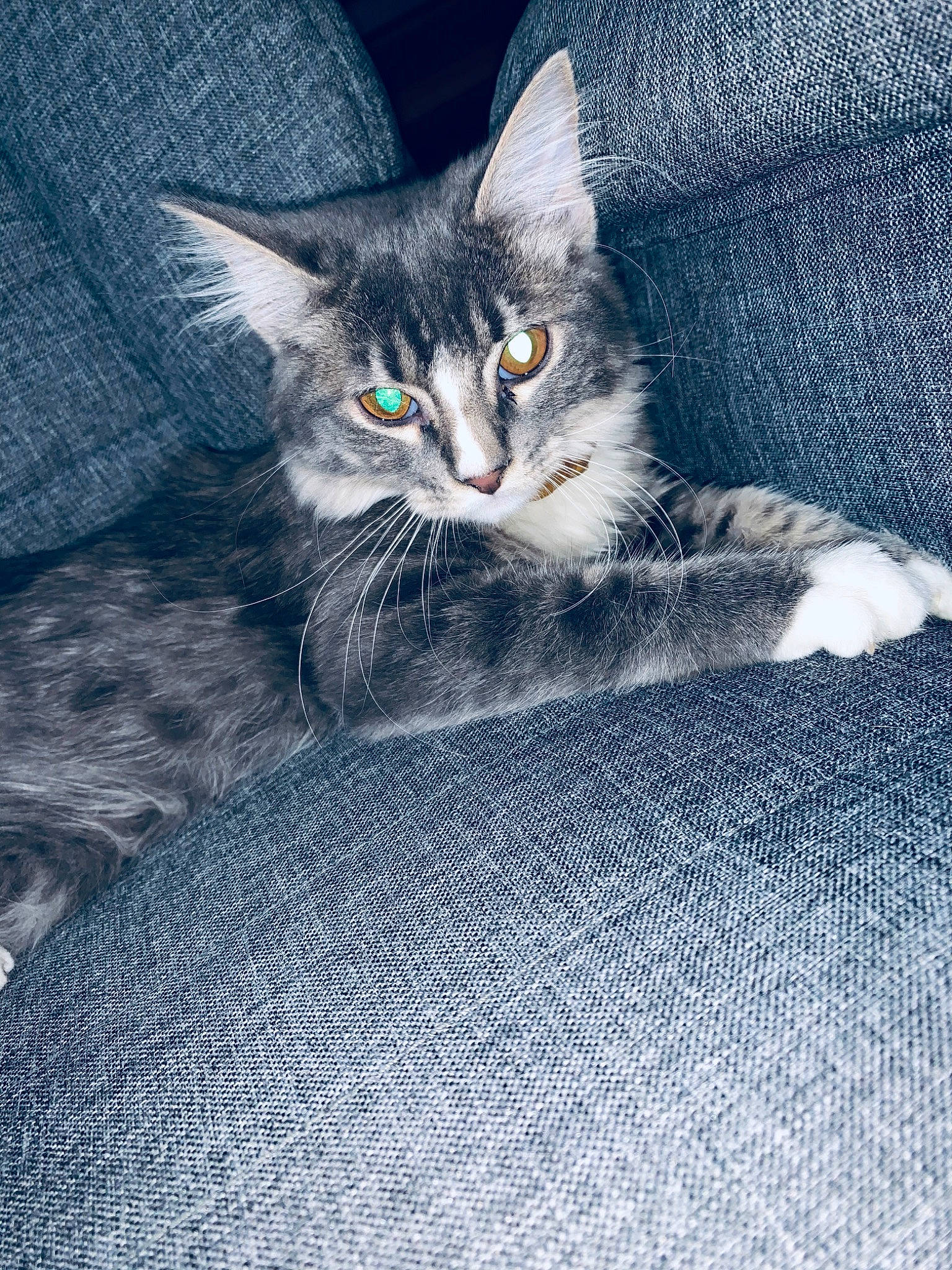 Cassidy joined the competition — help win amazing prizes! carnivore, cat, domestic_short_haired_cat, european_shorthair, felidae, fur, kitten, maine_coon, mammal, norwegian_forest_cat, small_to_medium_sized_cats, tabby_cat, whiskers