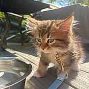 Flynn is registered to the contest to win money with this photo: kitten, cat, leash, outdoor, sunlight, water_bowl, wooden_deck, furniture, greenery, pet, fur, curious, young, animal, daylight, closeup, nature, exploration, metal, domestic