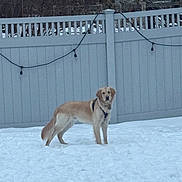 Tucker joined the competition — help win amazing prizes! dog, golden_retriever, snow, fence, backyard, winter, pet, animal, outdoor, standing, harness, string_lights, house, yard, snowy_ground, cold, fluffy, looking_at_camera, portrait, paws