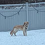 dog, golden_retriever, snow, fence, backyard, winter, pet, animal, outdoor, standing, harness, string_lights, house, yard, snowy_ground, cold, fluffy, looking_at_camera, portrait, paws