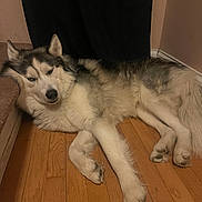 Inosake is registered to the contest to win money with this photo: husky, dog, animal, pet, indoor, wooden_floor, resting, relaxed, carpet, step, fur, canine, sleepy, corner, house, domestic, cute, mammal, companion, portrait