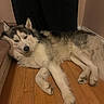 husky, dog, animal, pet, indoor, wooden_floor, resting, relaxed, carpet, step, fur, canine, sleepy, corner, house, domestic, cute, mammal, companion, portrait