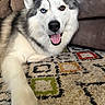 dog, husky, heterochromia, indoor, carpet, rug, smiling, panting, brown_eye, blue_eye, fur, canine, pet, couch, relaxed, laying_down, animal, mammal, friendly, cozy
