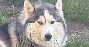 Inosake joined the competition — help win amazing prizes! dog, husky, outdoor, grass, nature, animal, pet, canine, fur, collar, leash, resting, portrait, muzzle, ears, eyes, greenery, ground, summer, daytime