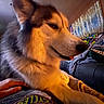 Inosake joined the competition — help win amazing prizes! dog, indoor, close_up, canine, resting, person, hand, clothing, harley_davidson, sofa, blanket, painting, american_flag, living_room, fur, ears, nose, warm_lighting, cozy, relaxed