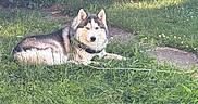 Inosake joined the competition — help win amazing prizes! alert, animal, bushes, canine, collar, dog, eyes, fur, grass, greenery, husky, laying_down, leash, nature, outdoor, pet, relaxed, shadows, summer, sunlight