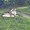 Inosake joined the competition — help win amazing prizes! dog, husky, grass, greenery, outdoor, nature, canine, pet, animal, fur, collar, leash, laying_down, sunlight, shadows, bushes, summer, relaxed, alert, eyes