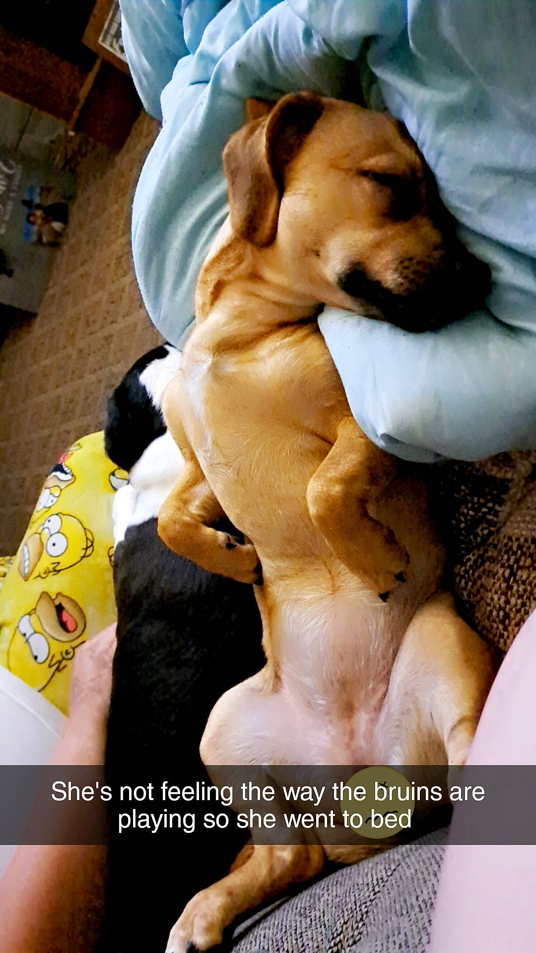 Gabby is registered to the contest to win money with this photo: ancient_dog_breeds, canidae, carnivore, collar, comfort, companion_dog, dog, dog_breed, dog_collar, dog_supply, fawn, fur, guard_dog, paw, photo_caption, snout, sporting_group, whiskers, working_animal, working_dog