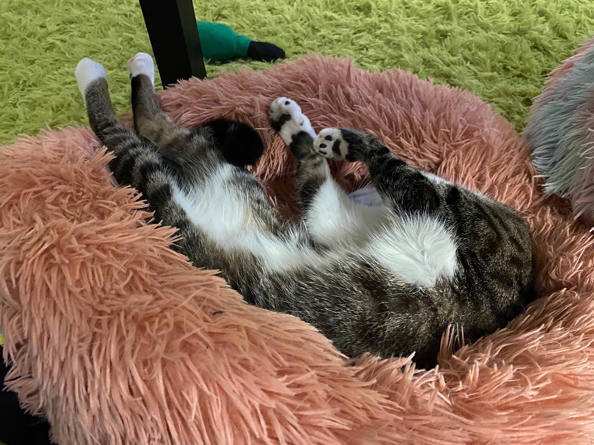 Tinkerbell is registered to the contest to win money with this photo: canidae, carnivore, companion_dog, dog_breed, felidae, fur, grass, groundcover, herding_dog, livestock, mammal, plant, small_to_medium_sized_cats, snout, sporting_group, tail, terrestrial_animal, vertebrate, wildlife, working_animal