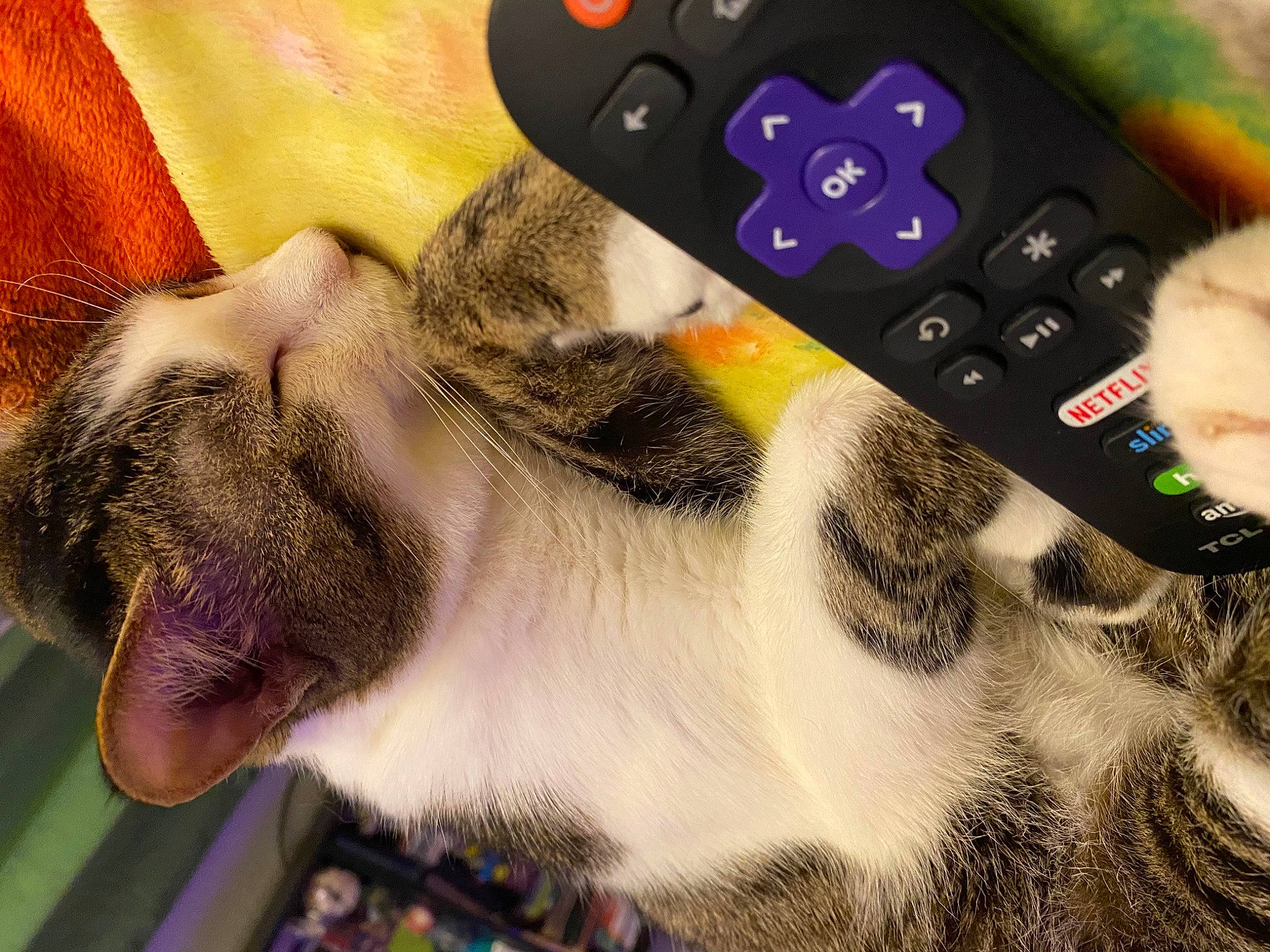 Tinkerbell is registered to the contest to win money with this photo: art, carnivore, cat, communication_device, domestic_short_haired_cat, fashion_accessory, fawn, felidae, finger, fur, gesture, human_leg, nail, paw, remote_control, selfie, small_to_medium_sized_cats, snout, tail, whiskers