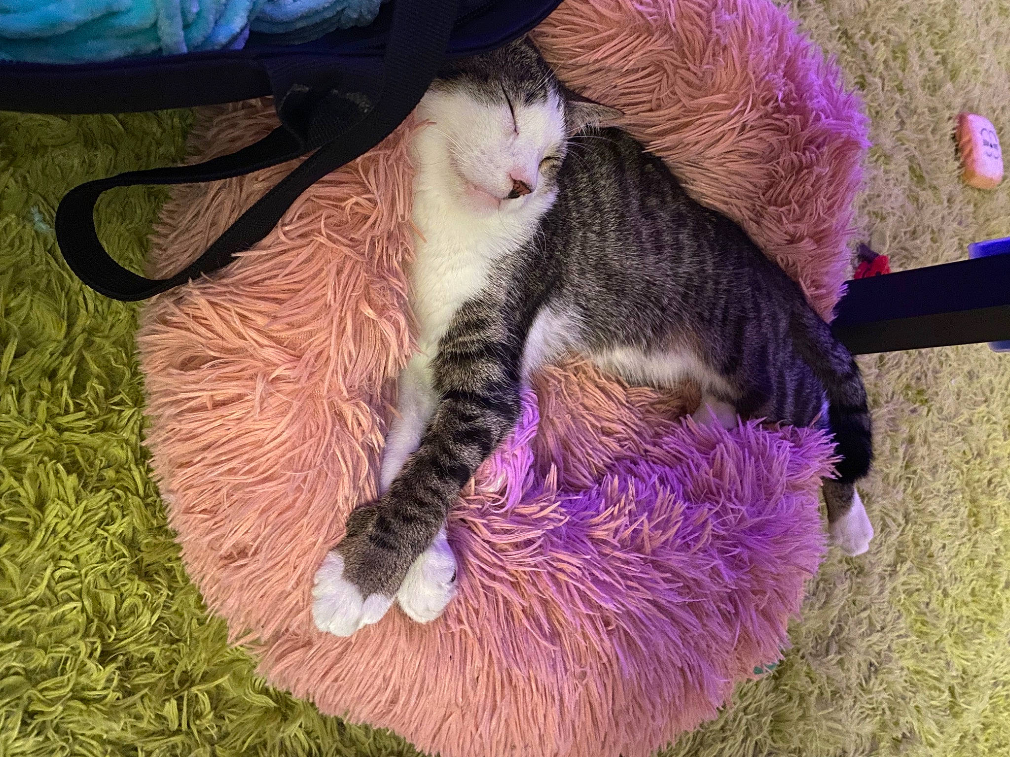 Tinkerbell is registered to the contest to win money with this photo: carnivore, cat, cat_bed, cat_supply, claw, comfort, domestic_short_haired_cat, fawn, felidae, foot, fur, grass, lap, magenta, paw, small_to_medium_sized_cats, snout, tail, terrestrial_animal, whiskers