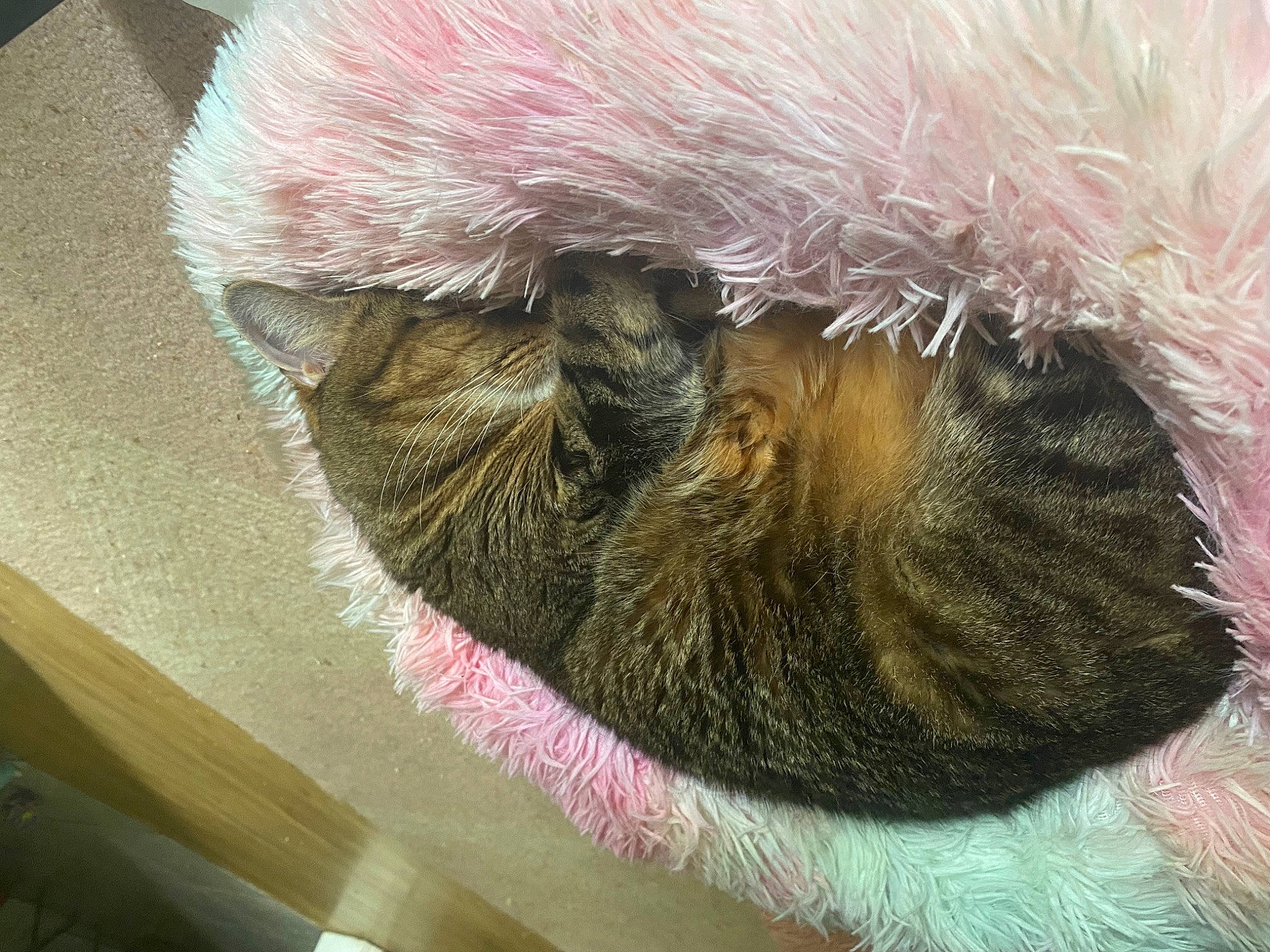 Olive joined the competition — help win amazing prizes! cat_bed, cat_supply, claw, comfort, fawn, felidae, fur, liver, natural_material, paw, small_to_medium_sized_cats, snout, tail, terrestrial_animal, textile, whiskers