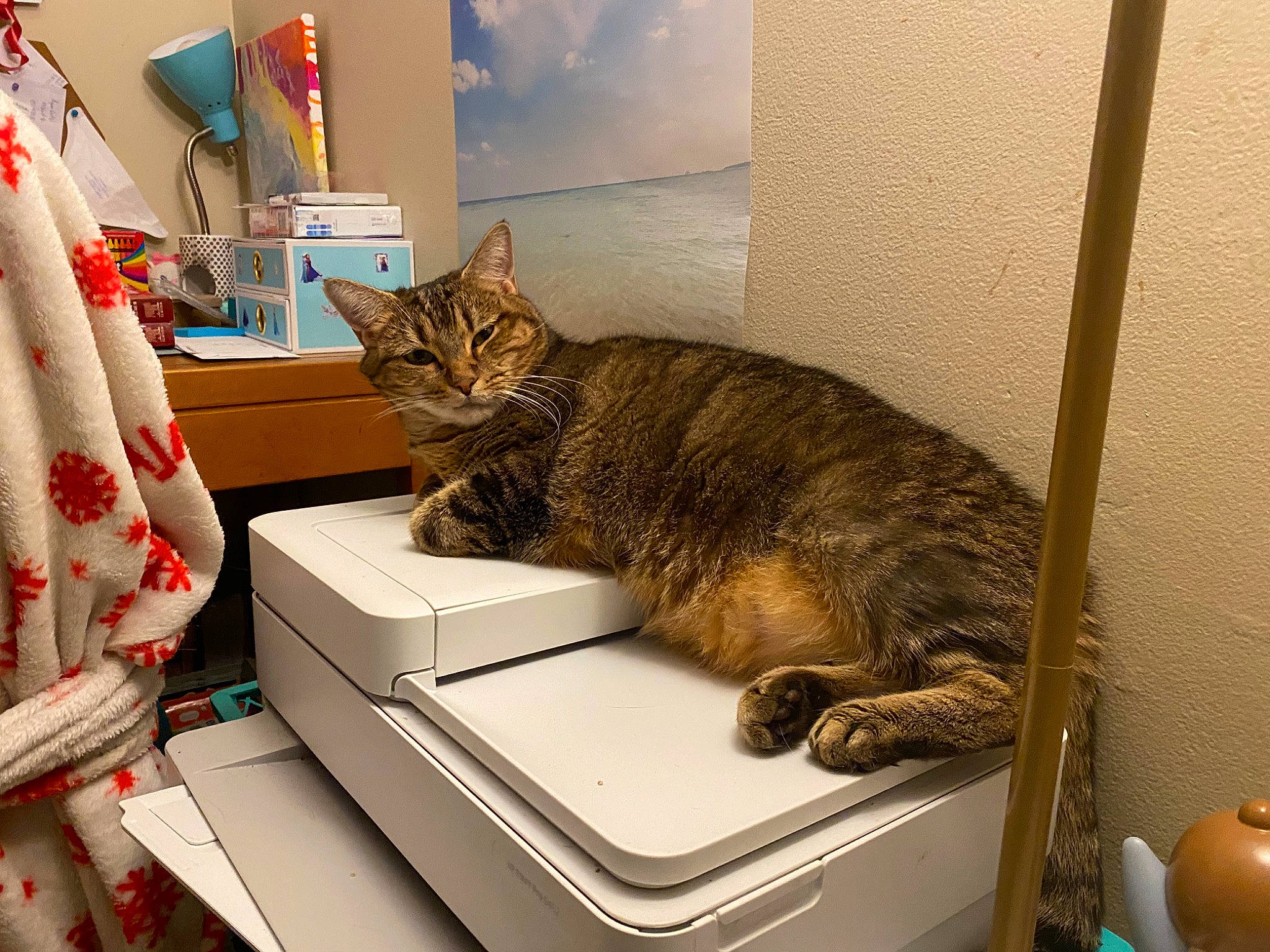 Olive joined the competition — help win amazing prizes! box, cardboard, carnivore, cat, cat_supply, comfort, domestic_short_haired_cat, felidae, fur, home_appliance, metal, paper, pet_supply, room, small_to_medium_sized_cats, tail, whiskers