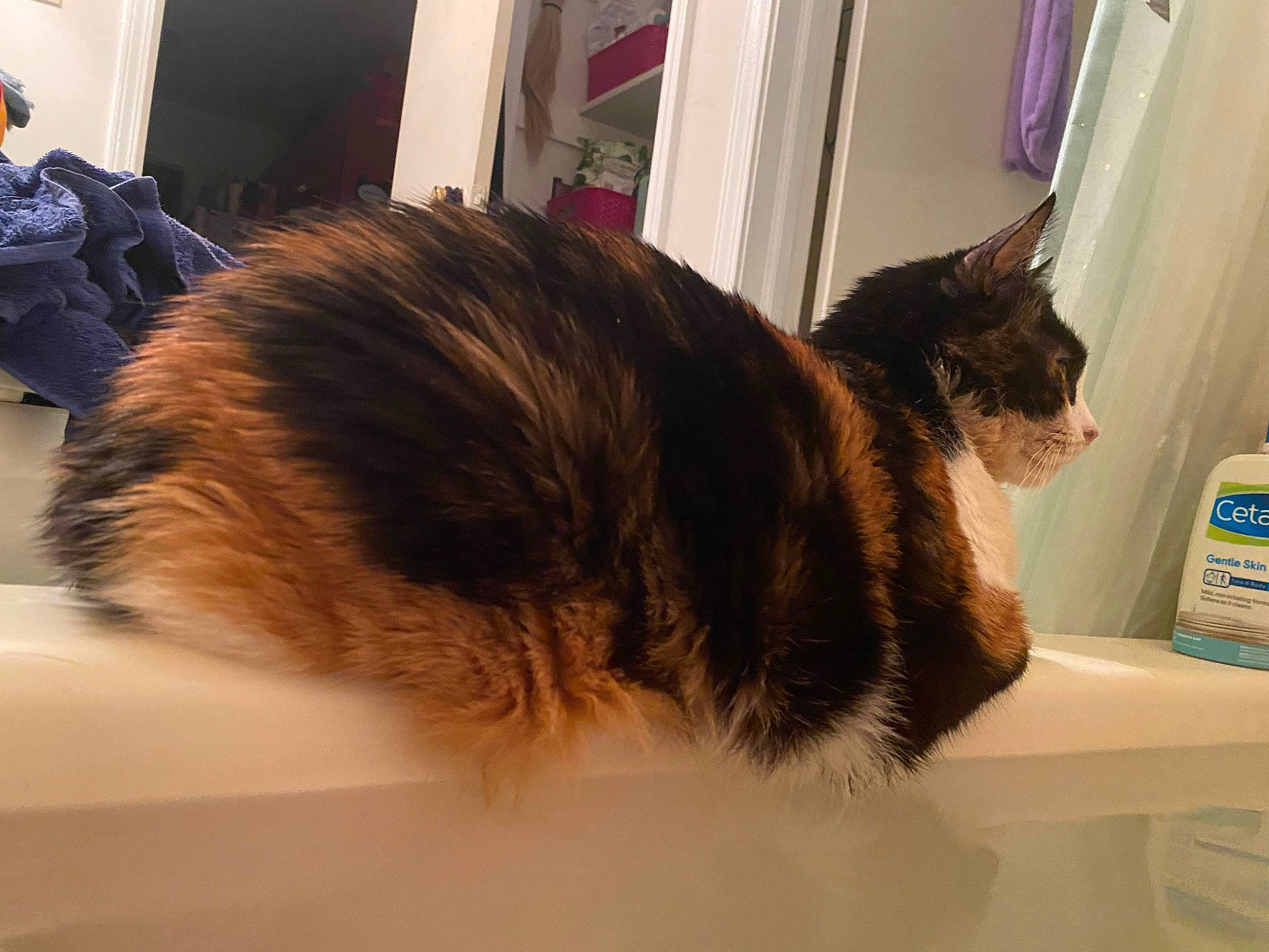 Eve joined the competition — help win amazing prizes! backpack, black_cat, box, cardboard, carnivore, cat, domestic_short_haired_cat, drinking_water, felidae, flooring, fur, hardwood, luggage_and_bags, paw, small_to_medium_sized_cats, tail, water_bottle, whiskers, window, wood