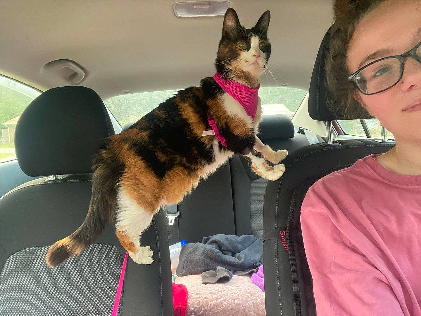 Eve is registered to the contest to win money with this photo: canidae, carnivore, cat, collar, companion_dog, dog_breed, eyewear, fashion_accessory, fawn, felidae, fur, gesture, glasses, lap, leash, pet_supply, small_to_medium_sized_cats, tail, vision_care, whiskers