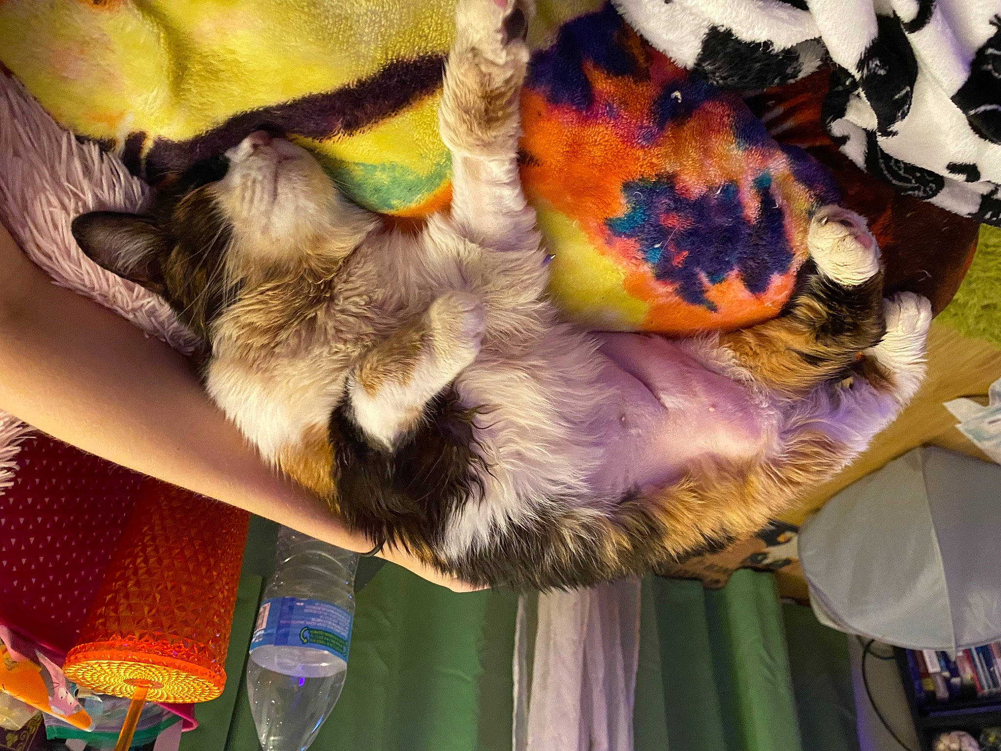 Eve is registered to the contest to win money with this photo: art, companion_dog, event, feather, felidae, fur, pattern, paw, purple, tableware, tail, tree, visual_arts, wine_glass