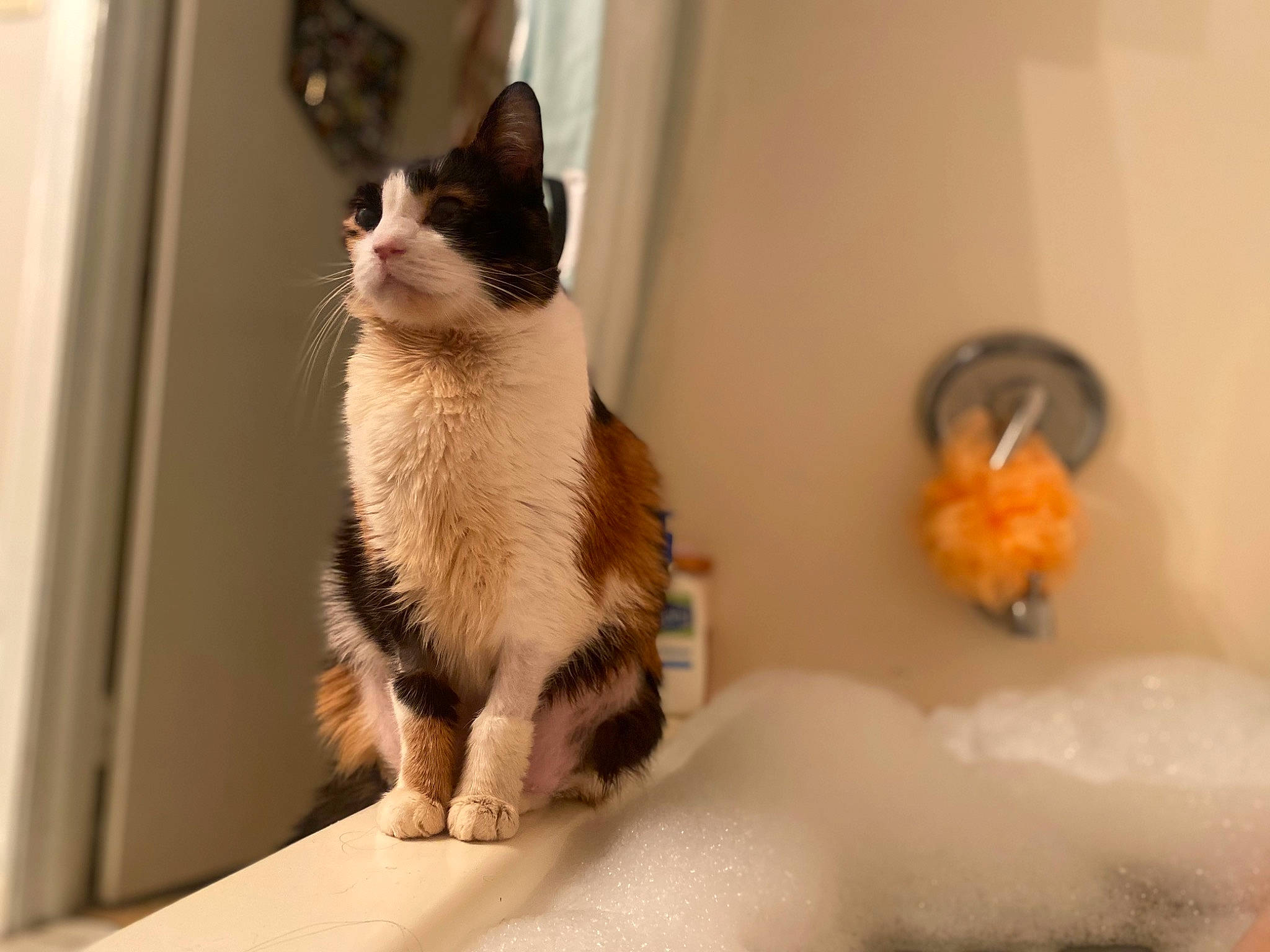 Eve is registered to the contest to win money with this photo: carnivore, cat, cat_supply, claw, comfort, domestic_short_haired_cat, fawn, felidae, fur, packaging_and_labeling, paw, pet_supply, sitting, small_to_medium_sized_cats, snout, tail, terrestrial_animal, thai, whiskers, window