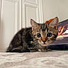 kitten, cat, tabby, cute, wide_eyes, curious, indoor, soft_blanket, feline, young_cat, pet, domestic_animal, whiskers, ears, floor, resting, close_up, animal_portrait, watching, alert