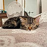 kitten, sleeping, tabby, cat, indoor, blanket, furniture, fan, cozy, pet, animal, resting, young_cat, cute, fur, whiskers, ears, peaceful, soft, bedroom