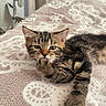 kitten, cat, tabby, paw, licking, blanket, patterned, indoor, cozy, fur, animal, pet, cute, relaxed, young, whiskers, ears, face, resting, bed