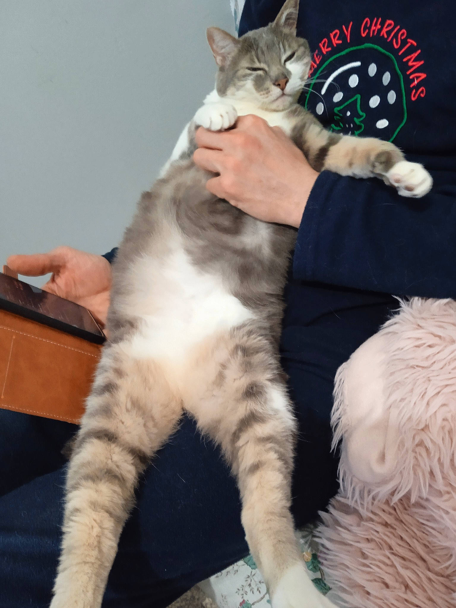 Dora participe au concours pour gagner de l'argent avec cette photo : carnivore, cat, claw, comfort, domestic_short_haired_cat, felidae, foot, fur, gesture, hand, lap, mammal, nail, paw, sitting, small_to_medium_sized_cats, tail, vertebrate, whiskers