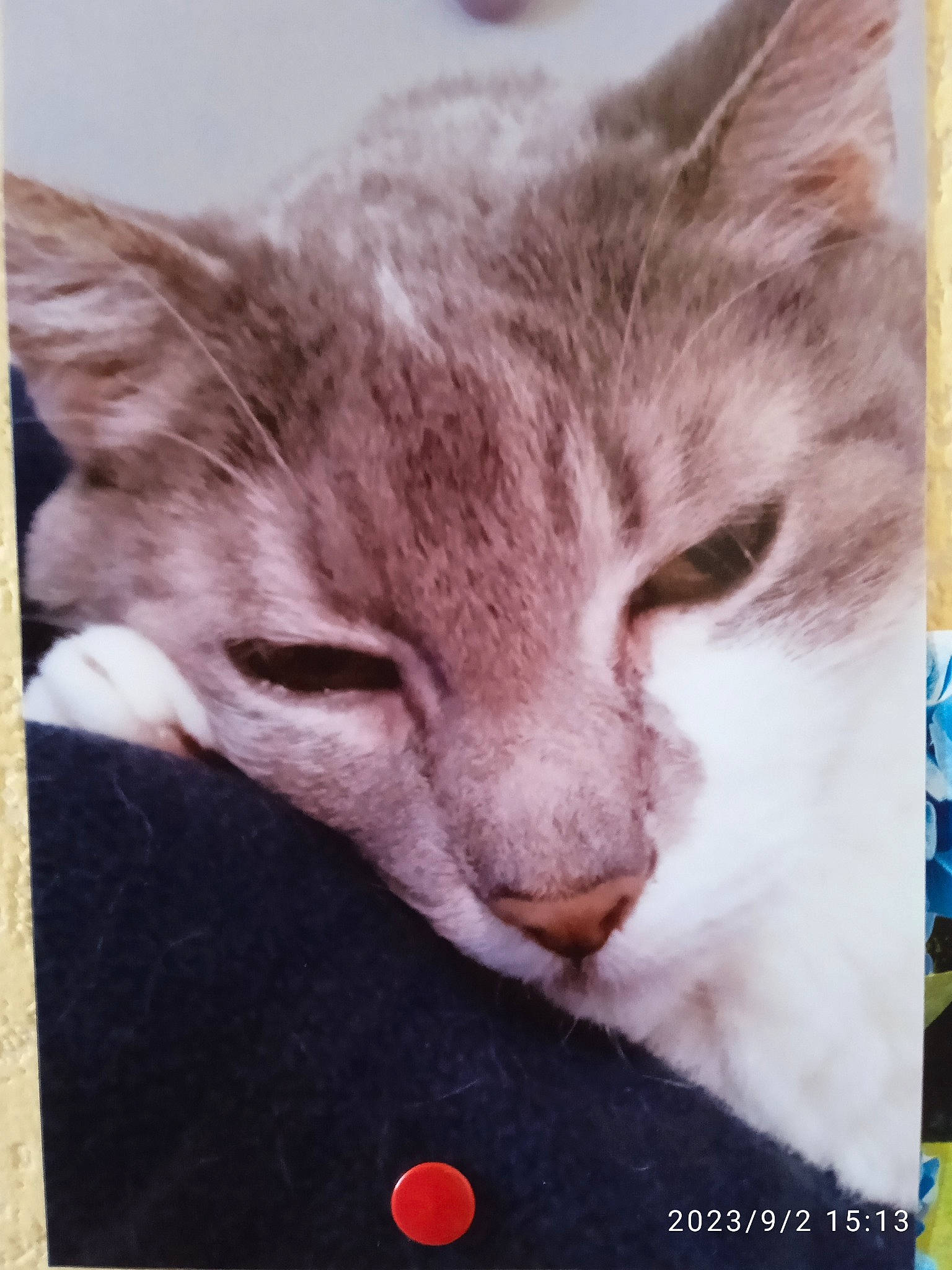 Dora participe au concours pour gagner de l'argent avec cette photo : box, carnivore, cat, comfort, domestic_short_haired_cat, felidae, fur, linens, nap, paper_product, paw, photo_caption, rectangle, small_to_medium_sized_cats, snout, square, whiskers