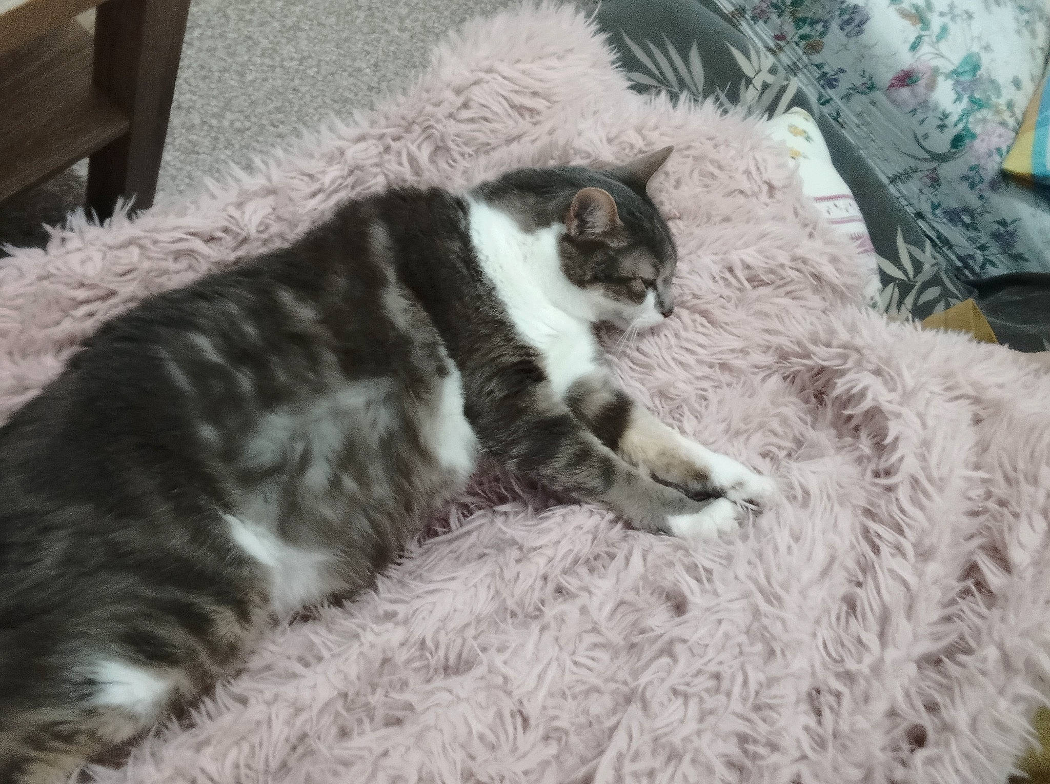 Dora a rejoint le concours — aidez-le/la à gagner de superbes lots ! carnivore, cat, comfort, dog_breed, domestic_short_haired_cat, felidae, fur, grass, grey, linens, nap, pattern, small_to_medium_sized_cats, snout, tail, terrestrial_animal, whiskers