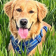 Altesse participe au concours pour gagner de l'argent avec cette photo : animal, canine, closeup, dog, friendly, fur, golden_retriever, grass, greenery, happy, harness, mammal, nature, outdoor, pet, playful, portrait, summer, sunlight, tongue_out
