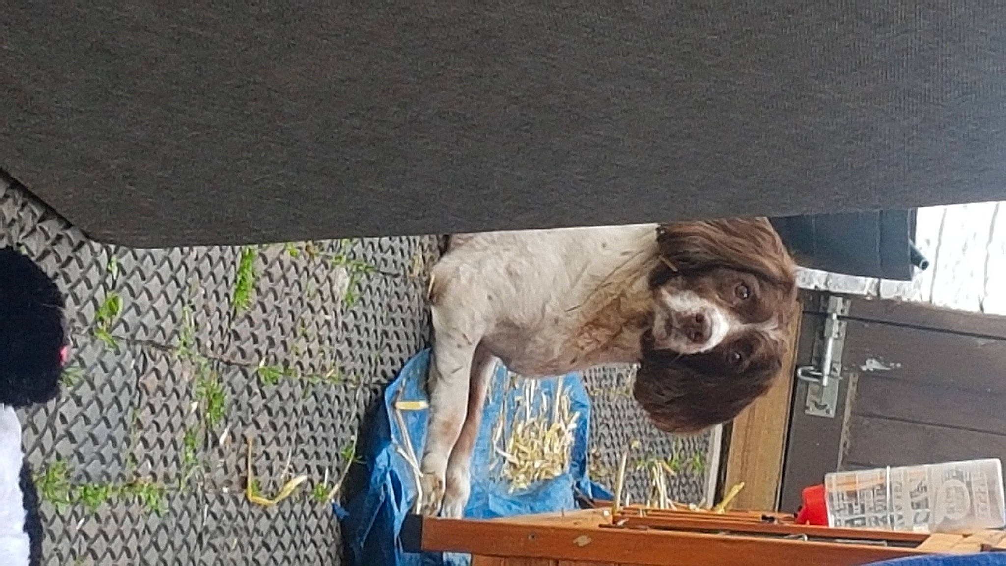 Massie joined the competition — help win amazing prizes! art, bovine, fur, goat, goats, livestock, mesh, pack_animal, tire, visual_arts, wheel, wood, wood_stain, working_animal