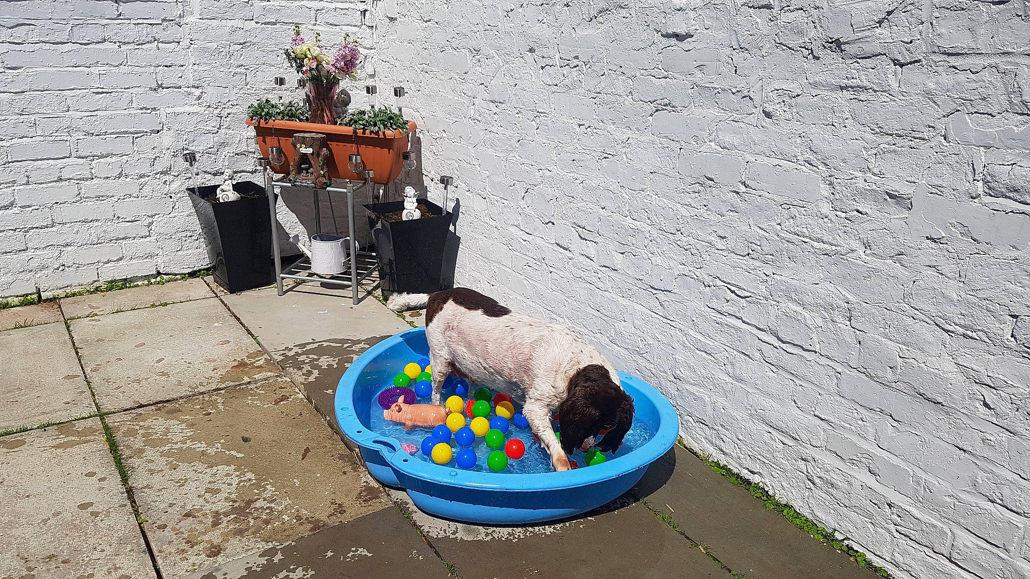 Massie is registered to the contest to win money with this photo: boats_and_boating_equipment_and_supplies, carnivore, dog, flowerpot, fun, grass, houseplant, landscape, leisure, litter, plant, plastic, road, road_surface, soil, toy, waste, waste_container, waste_containment, water