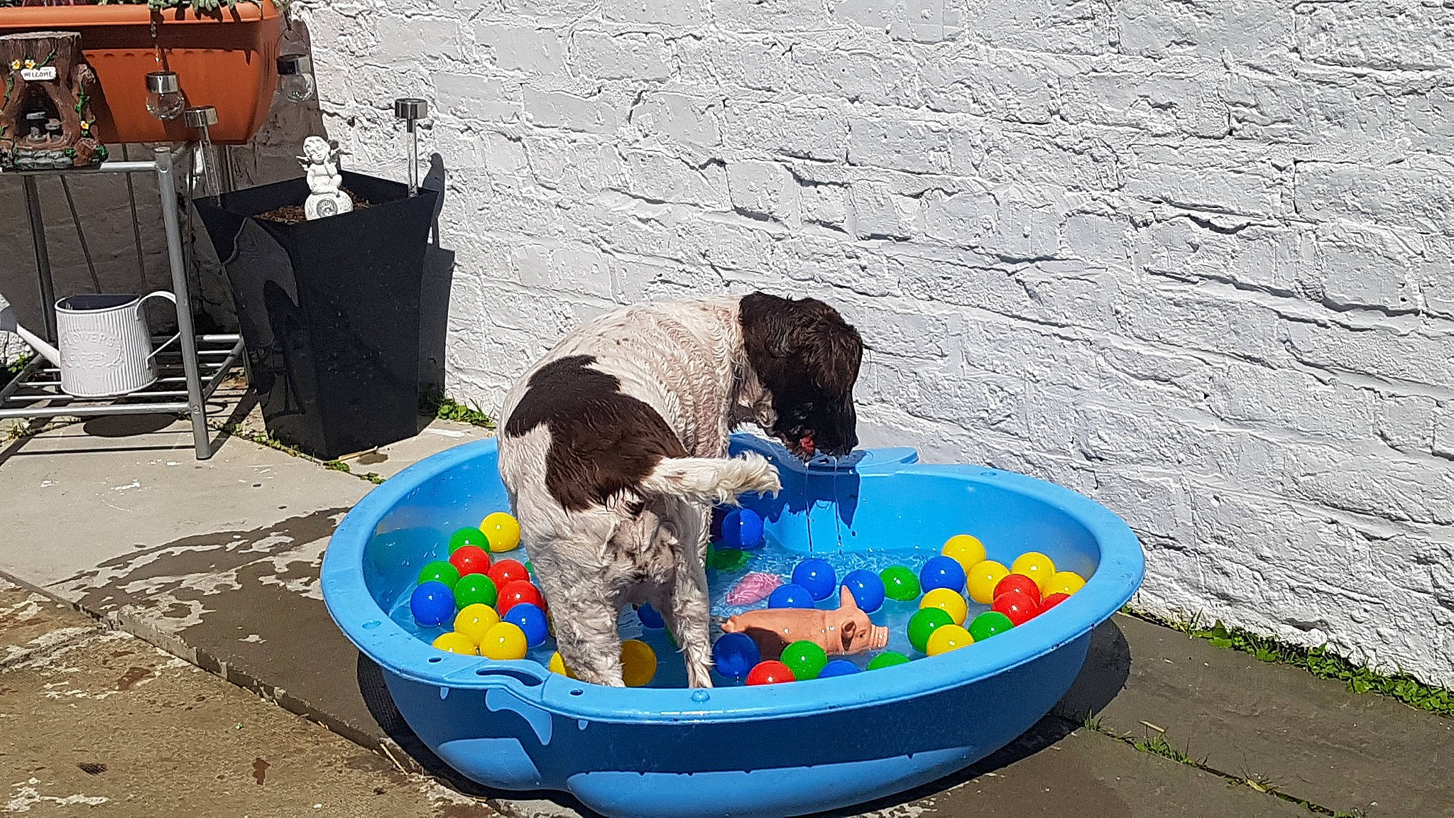 Massie is registered to the contest to win money with this photo: baby_products, baby_toys, ball, bathing, body_of_water, chair, child, circle, electric_blue, fun, leisure, photograph, play, recreation, toddler, toy, vacation, waste_container, water