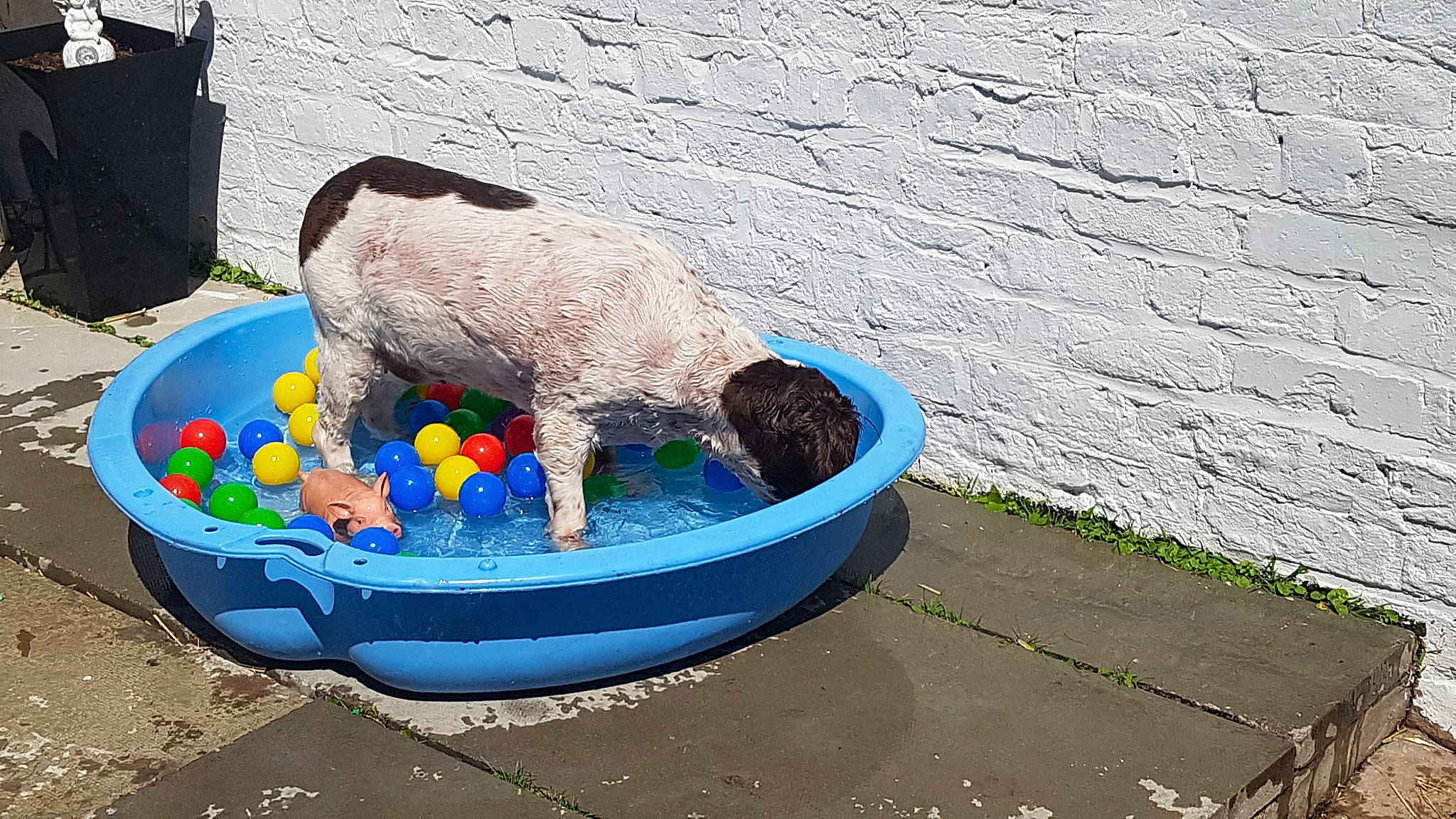 Massie is registered to the contest to win money with this photo: beak, bird, boats_and_boating_equipment_and_supplies, electric_blue, feather, fowl, galliformes, grass, pet_supply, phasianidae, recreation, tail, water
