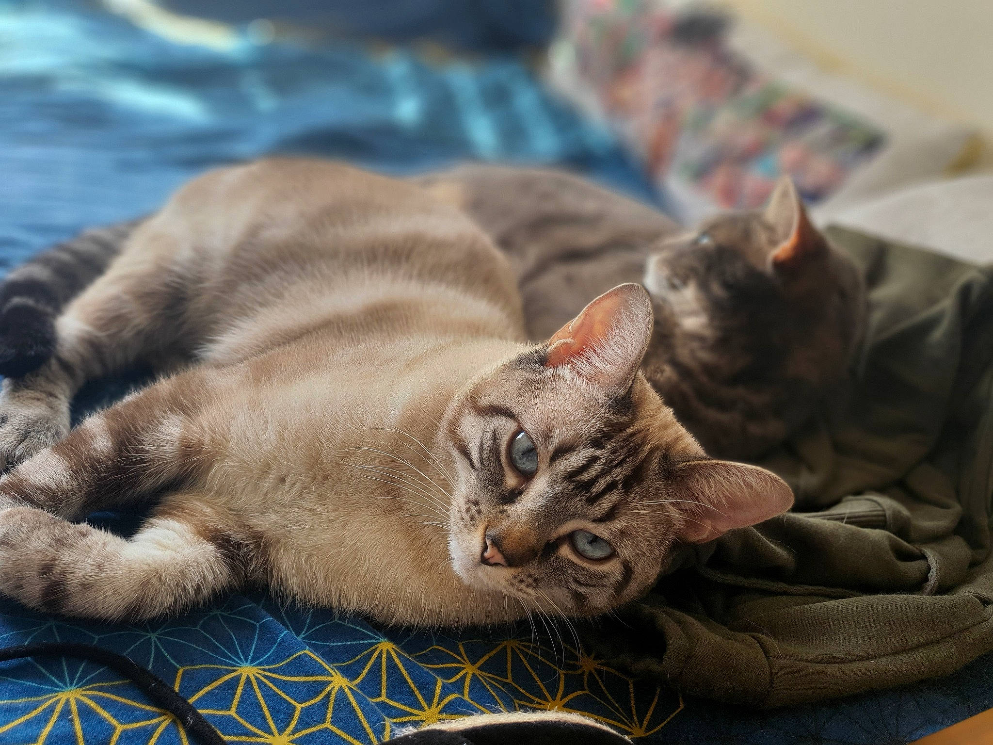 Dédé participe au concours pour gagner de l'argent avec cette photo : carnivore, cat, cat_supply, claw, comfort, domestic_short_haired_cat, fawn, felidae, fur, nap, paw, sitting, small_to_medium_sized_cats, snout, tail, terrestrial_animal, whiskers