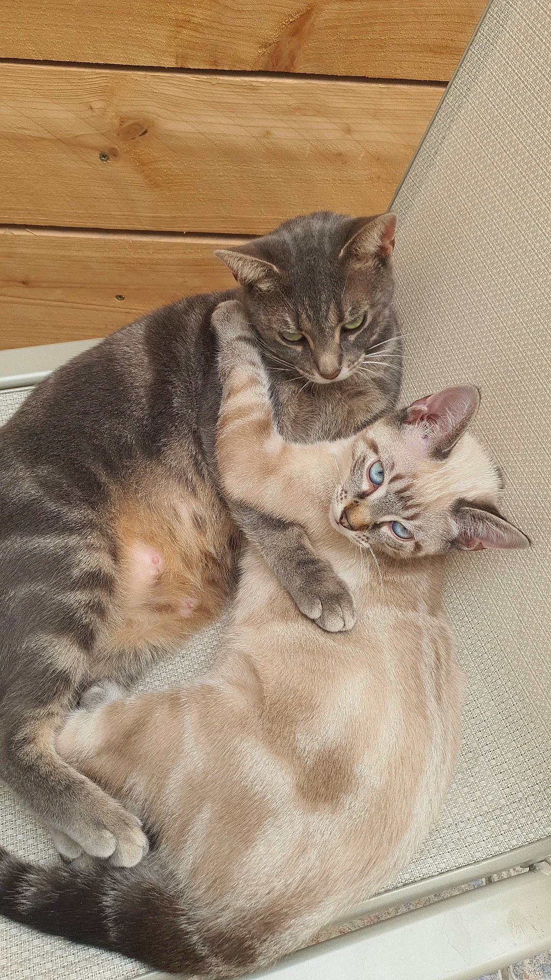 Dédé participe au concours pour gagner de l'argent avec cette photo : art, carnivore, cat, claw, comfort, domestic_short_haired_cat, fawn, felidae, fur, grey, paw, sitting, small_to_medium_sized_cats, snout, tail, terrestrial_animal, whiskers, wood