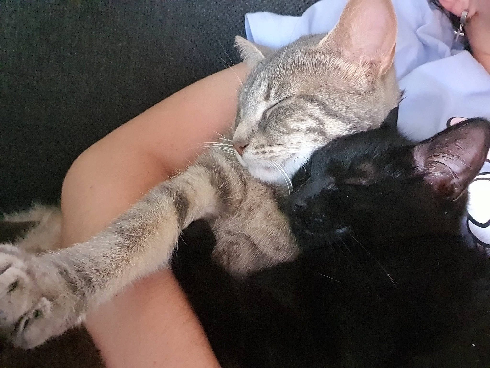 Minouche participe au concours pour gagner de l'argent avec cette photo : carnivore, cat, claw, comfort, domestic_short_haired_cat, ear, felidae, finger, foot, fur, gesture, hand, human_leg, lap, nail, paw, small_to_medium_sized_cats, tail, whiskers, wrist