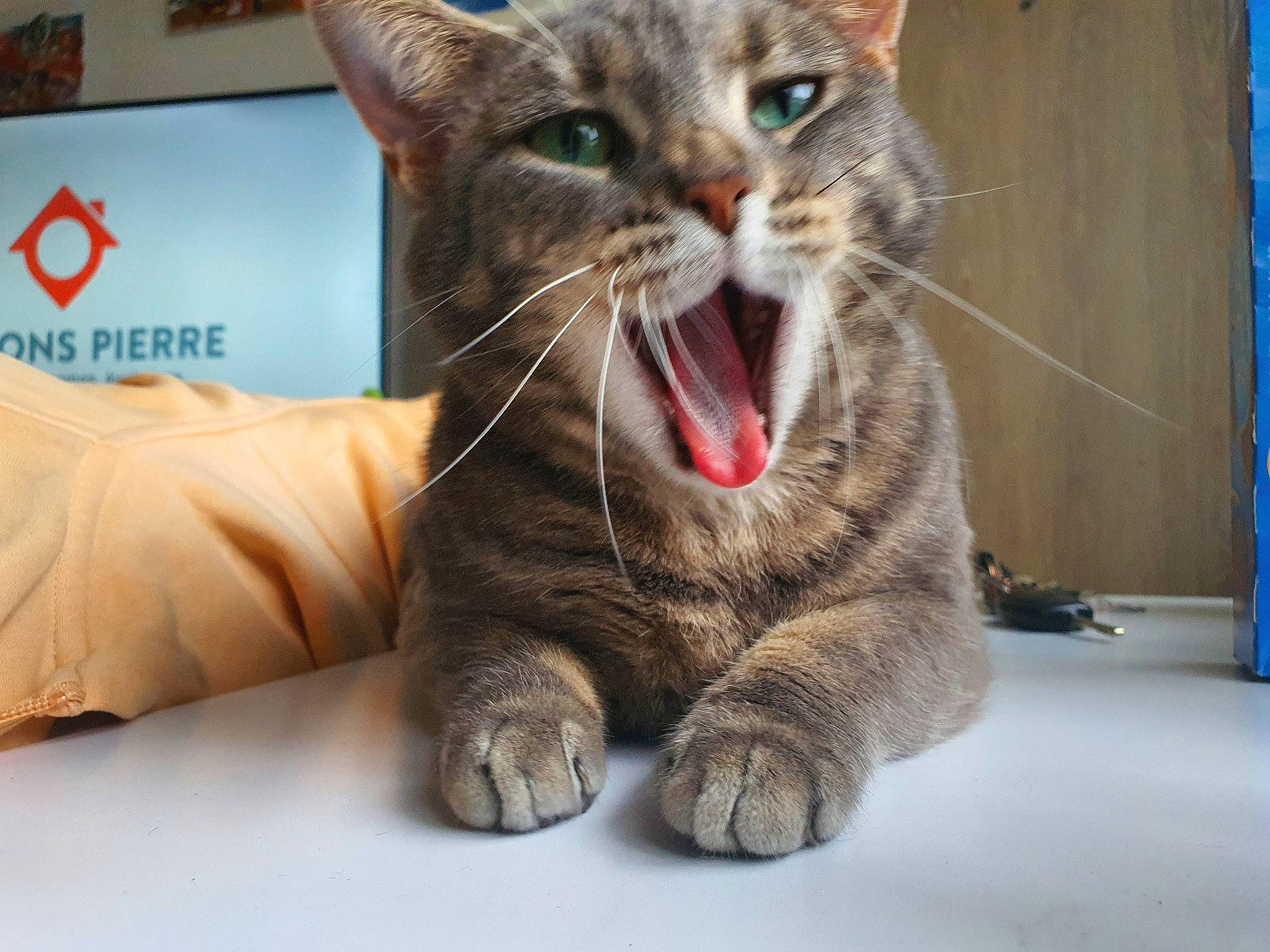 Minouche a rejoint le concours — aidez-le/la à gagner de superbes lots ! carnivore, cat, cat_supply, claw, domestic_short_haired_cat, fang, felidae, fur, gesture, paw, photo_caption, small_to_medium_sized_cats, snout, terrestrial_animal, whiskers, yawn