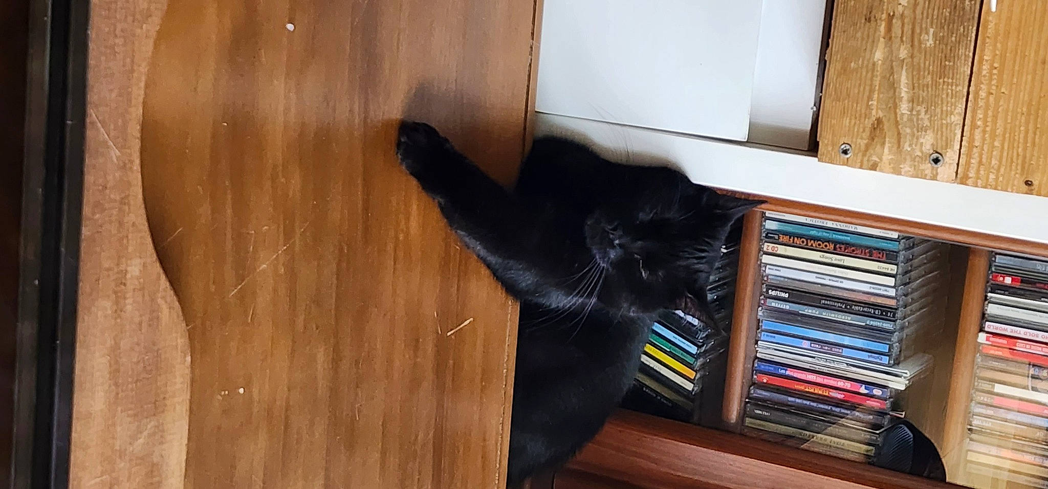 Sango participe au concours pour gagner de l'argent avec cette photo : black_cat, bookcase, brown, carnivore, cat, felidae, floor, flooring, hardwood, laminate_flooring, plywood, publication, shelf, shelving, small_to_medium_sized_cats, tail, varnish, whiskers, wood, wood_stain