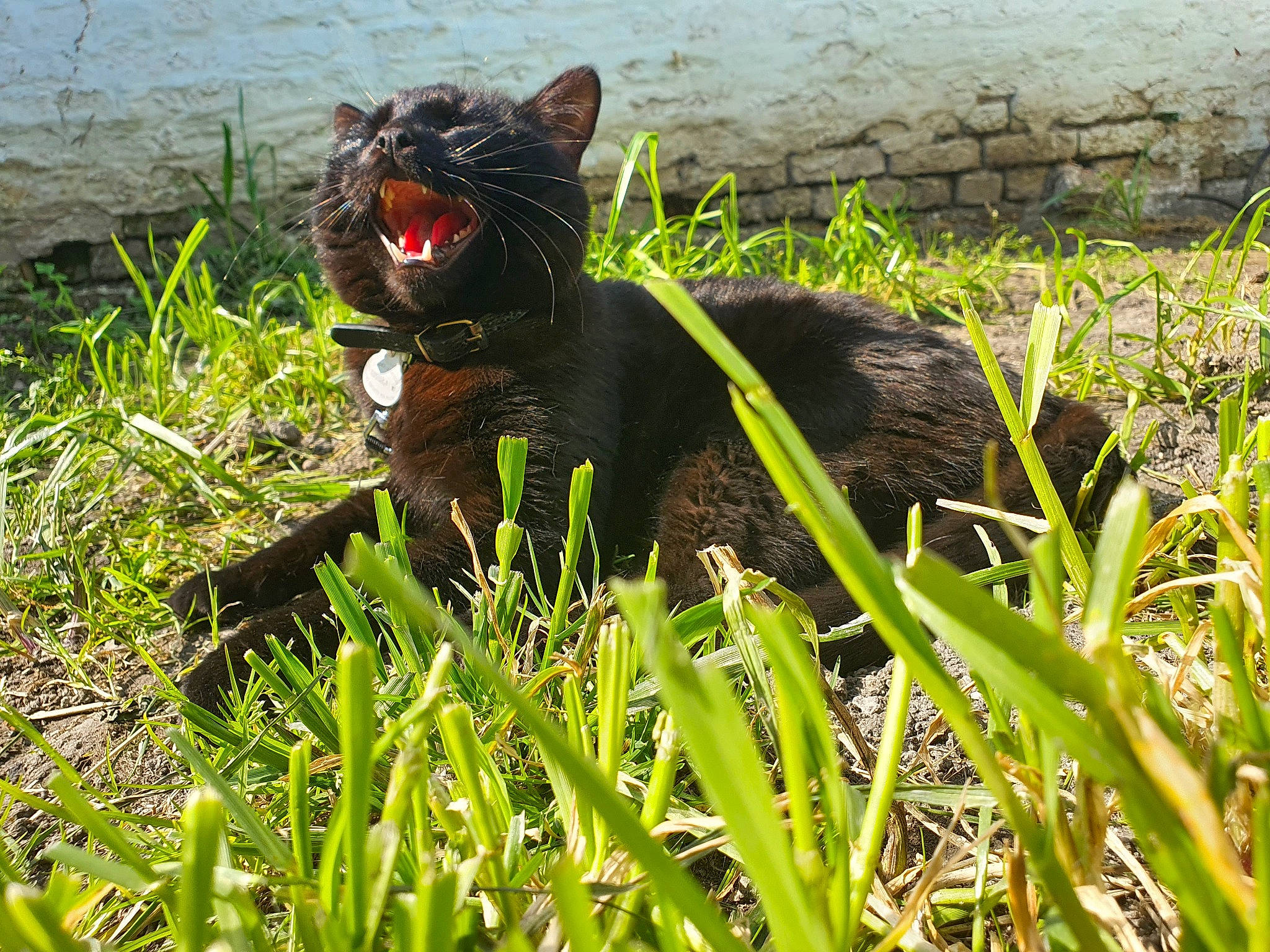 Sango participe au concours pour gagner de l'argent avec cette photo : black_cat, bombay, carnivore, cat, domestic_short_haired_cat, felidae, fur, grass, grass_family, grassland, groundcover, plant, roar, sitting, small_to_medium_sized_cats, tail, terrestrial_animal, terrestrial_plant, water, whiskers
