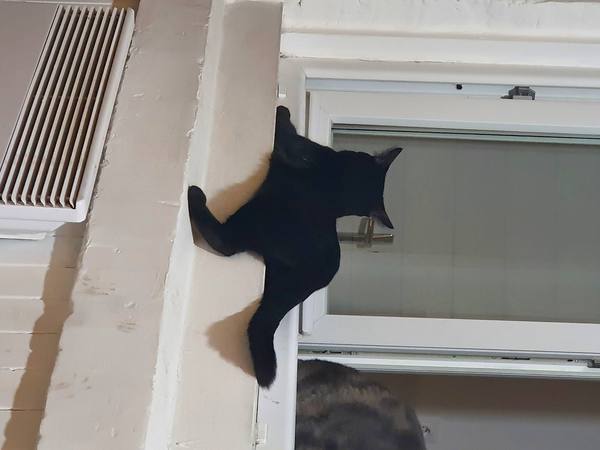 Sango a rejoint le concours — aidez-le/la à gagner de superbes lots ! art, black_cat, carnivore, cat, domestic_short_haired_cat, felidae, fish, flooring, fur, room, sculpture, shade, shadow, small_to_medium_sized_cats, tail, tints_and_shades, whiskers, window, window_covering, wood